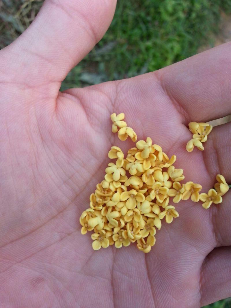 【推荐】桂花苗桂花大小苗产地直销成活率高量大从优