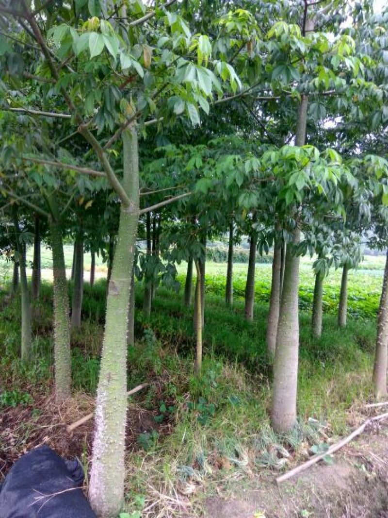 美丽异木棉3.5~4m12~14cm