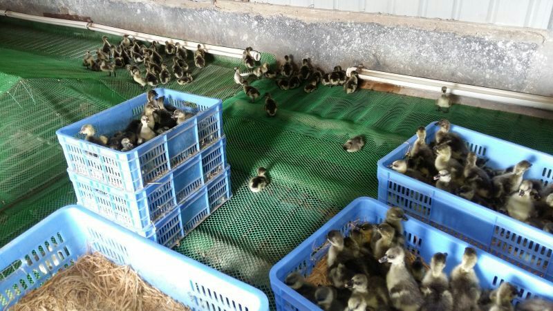 马岗鹅苗250g以下