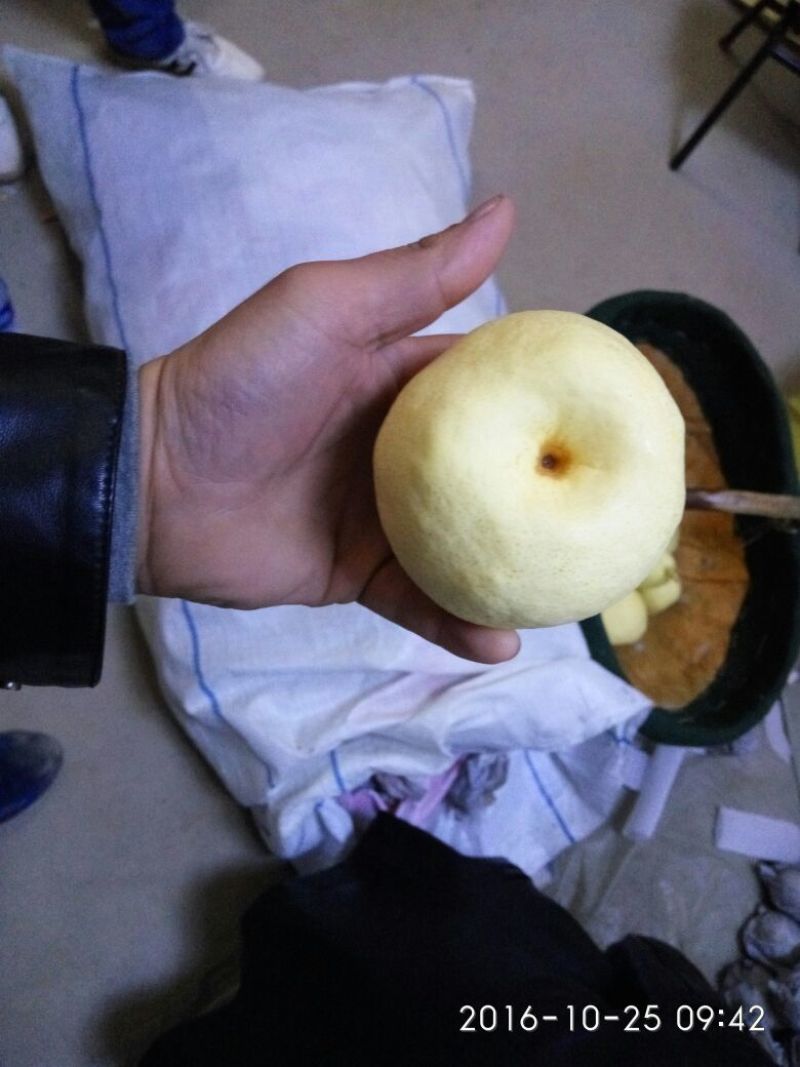 贡梨250~300g纸袋