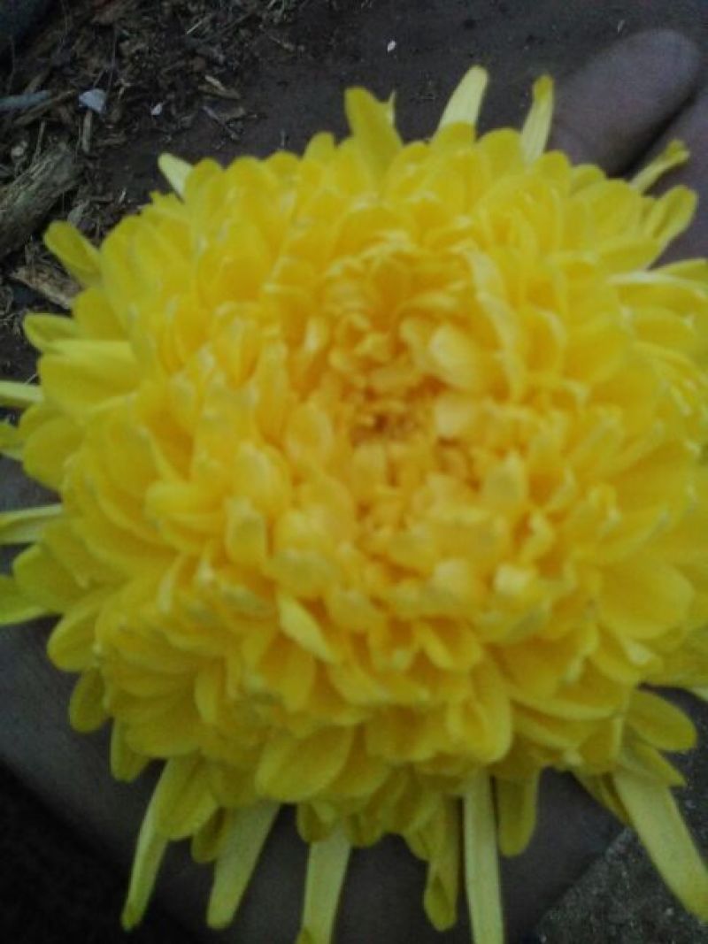 菊花茶特级