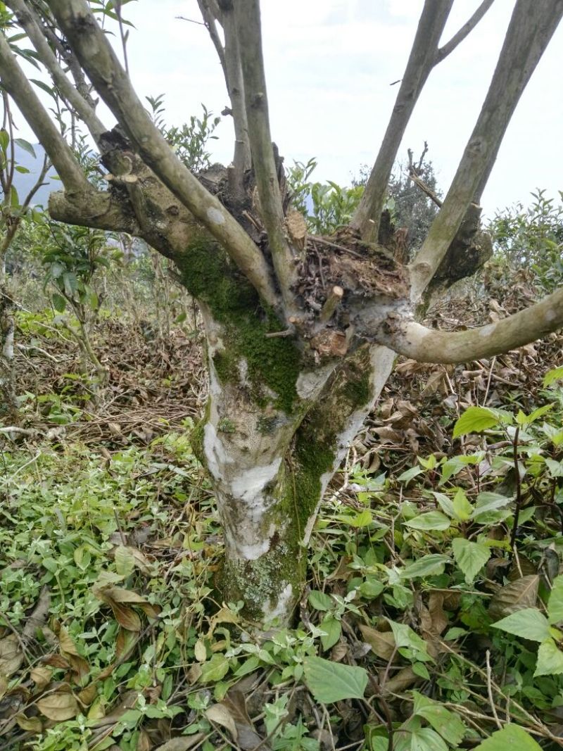 古树普洱茶特级