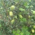 蒙山木瓜0.5~1斤