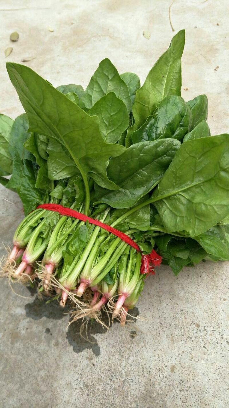 大叶菠菜20~25厘米