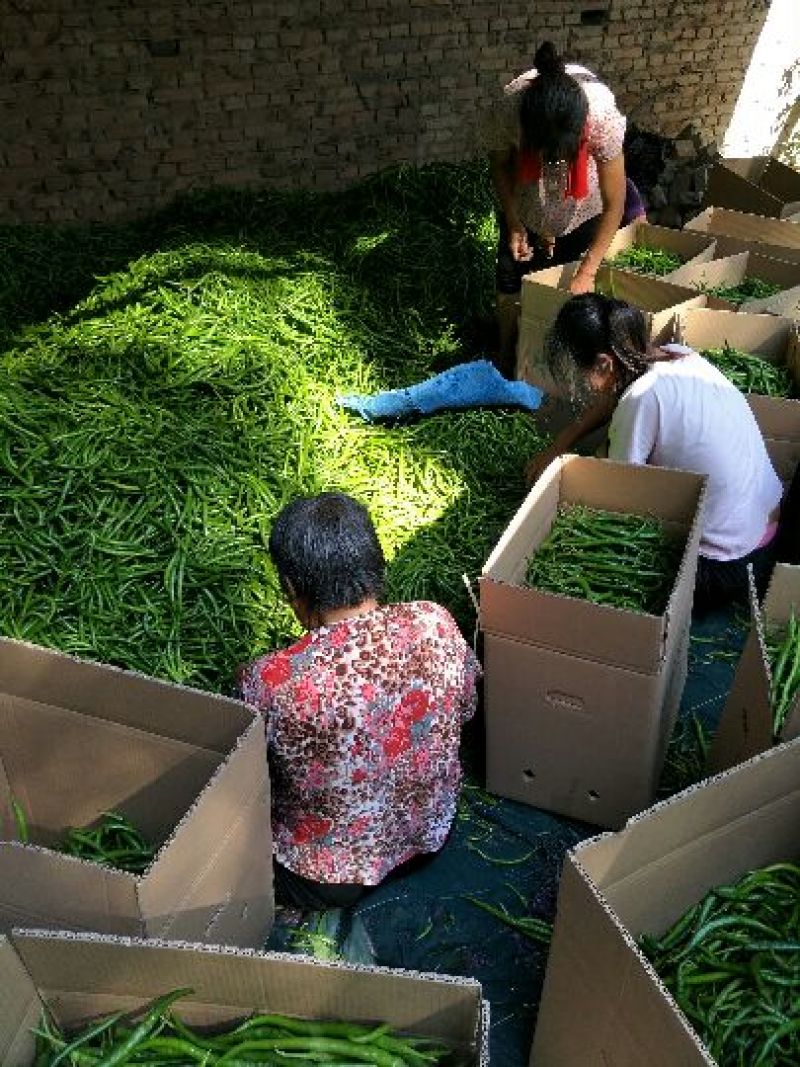 线椒15～20厘米青