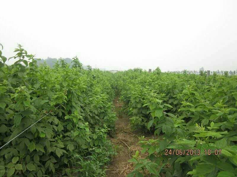 树莓苗10~30cm优质成熟品种