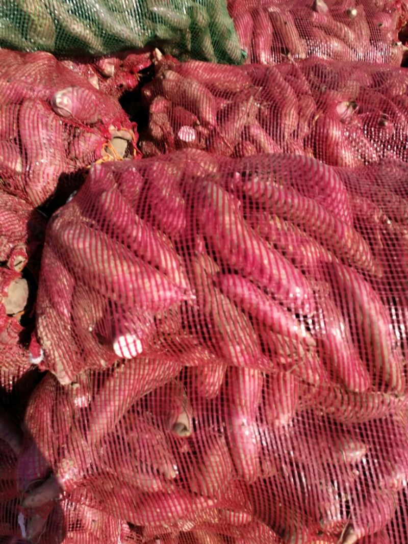 红薯3两以上白心