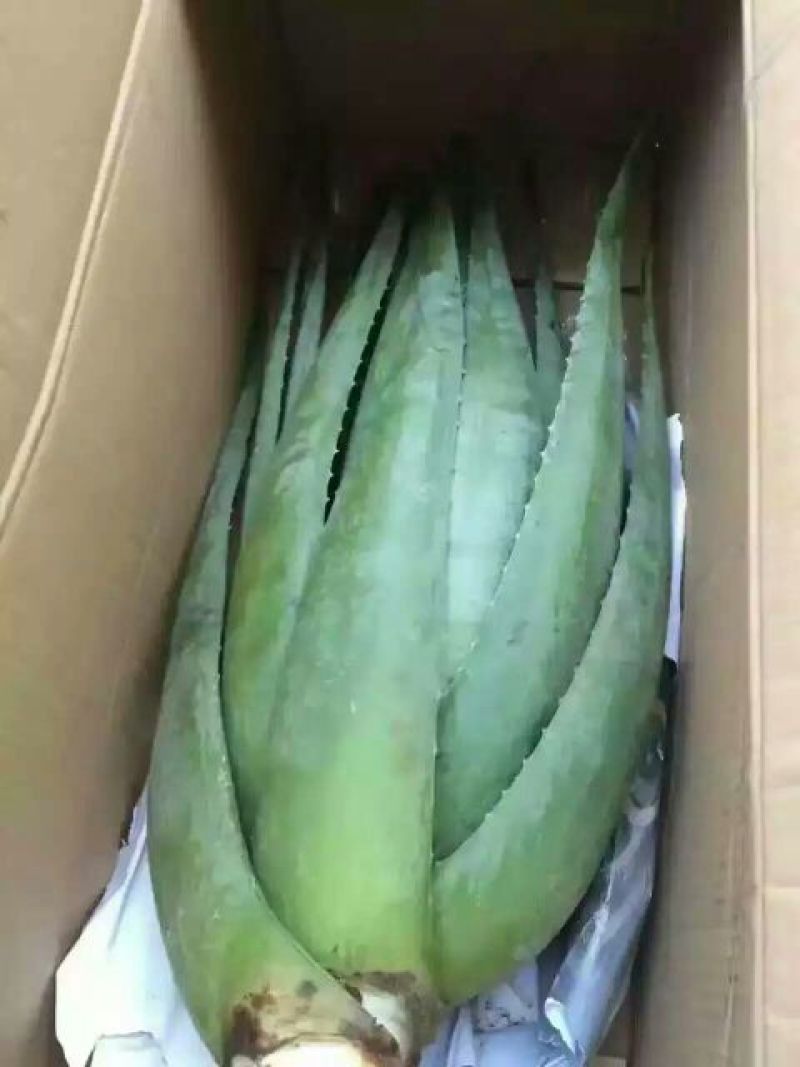 芦荟柱形20cm以上