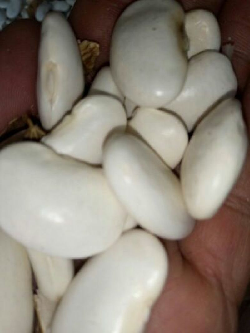 白豆