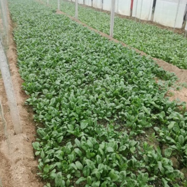 大叶菠菜15~20厘米