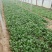 大叶菠菜15~20厘米