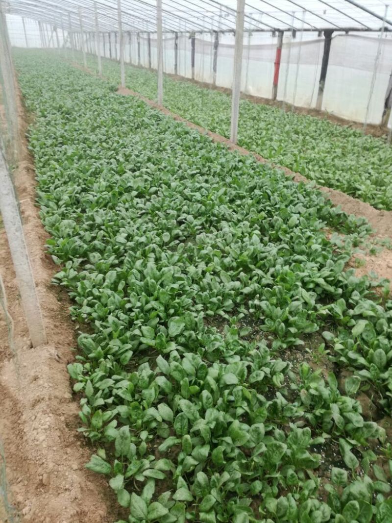 大叶菠菜15~20厘米