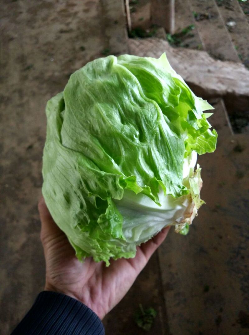 球生菜