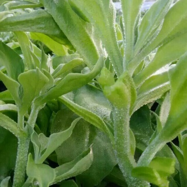 非洲冰草
