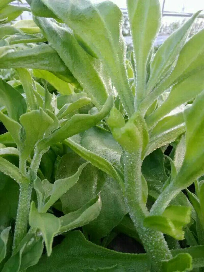 非洲冰草