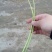 芦篙