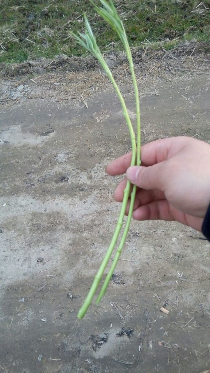 芦篙