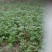 大叶香菜25~30厘米以上