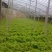 蔬菜基地常年种植专业精品，质量严格