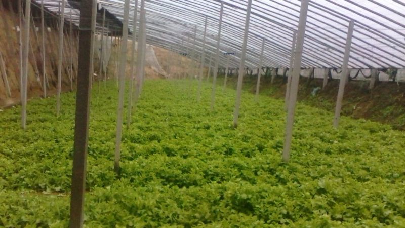 蔬菜基地常年种植专业精品，质量严格