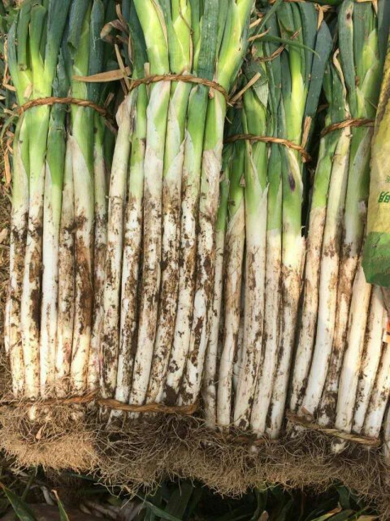 章丘大葱40cm以上毛葱3cm左右