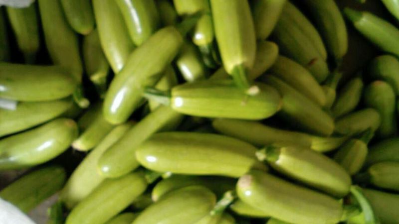 寿光绿皮西葫芦产地实力代收供应超市档口电商食堂