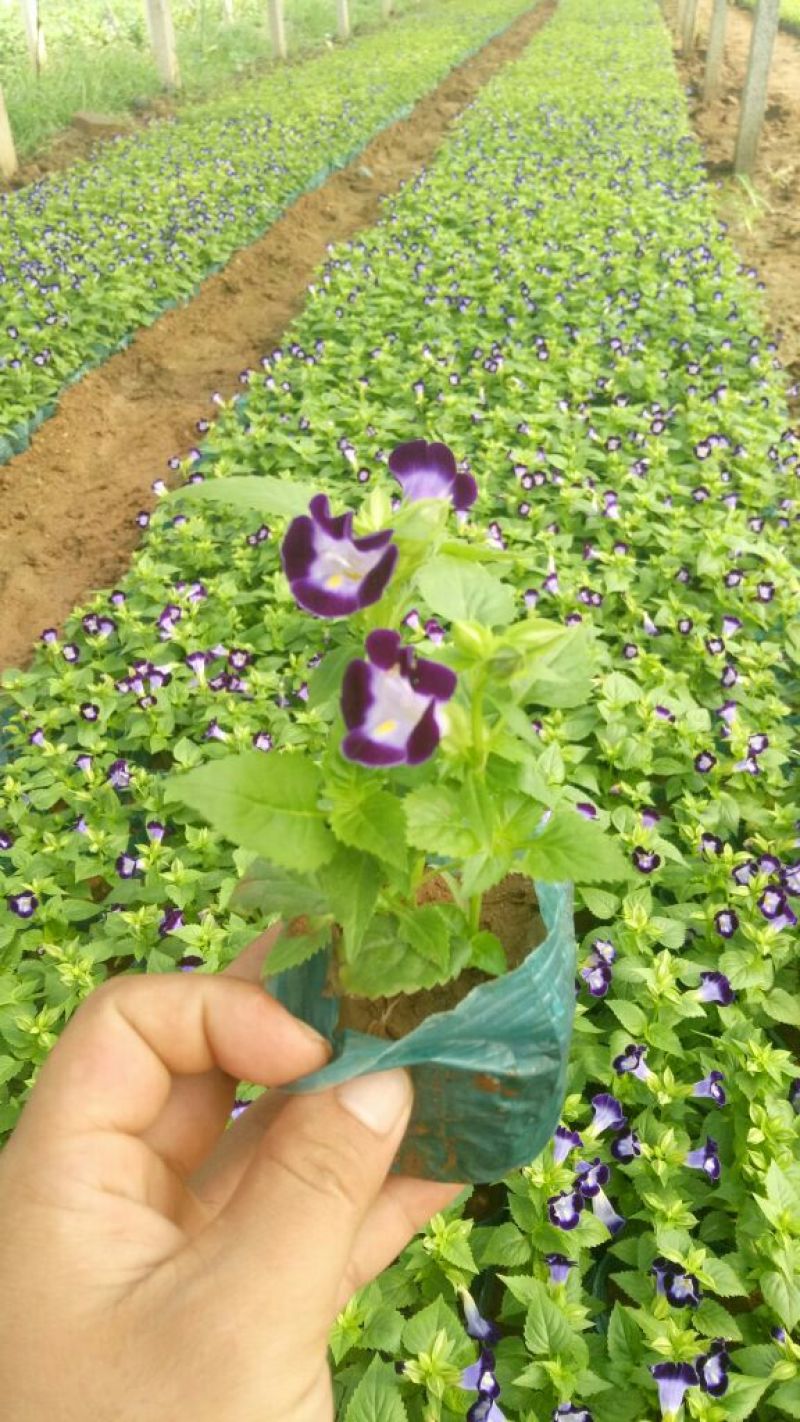 长春花价格长春花供应长春花