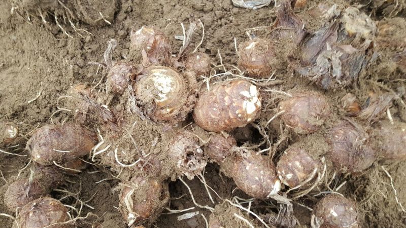 芋头大球85205厘米以上