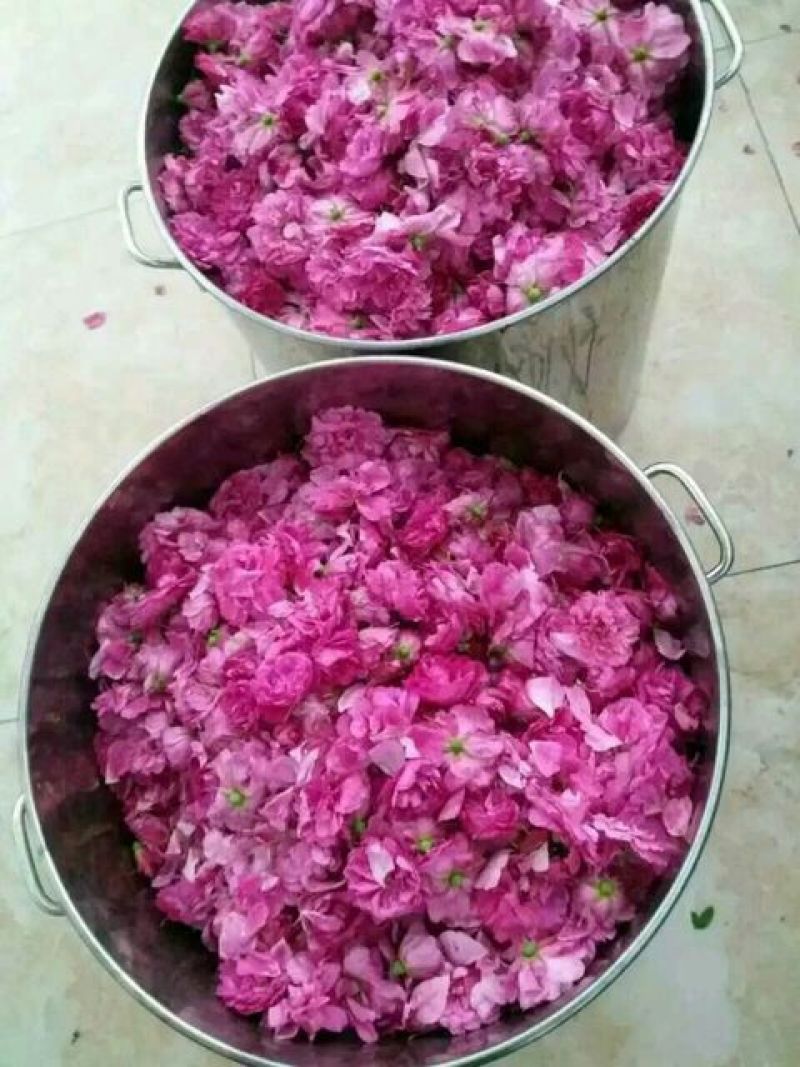 玫瑰花茶