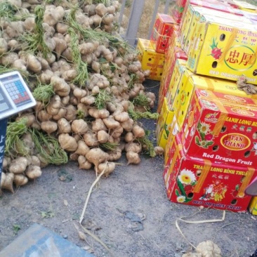 广东徐闻新苗苟葛白地瓜应季节凉薯沙苟