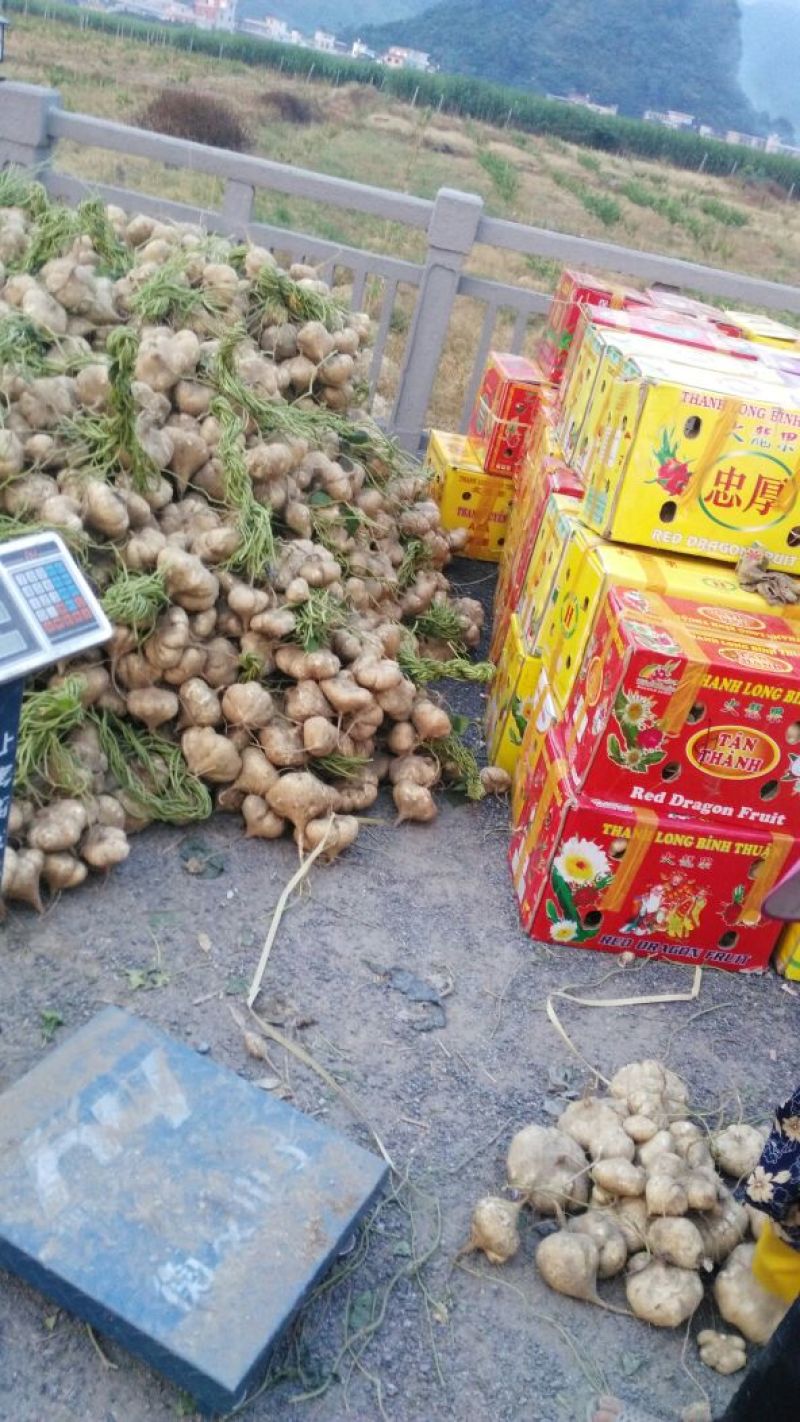 广东徐闻新苗苟葛白地瓜应季节凉薯沙苟
