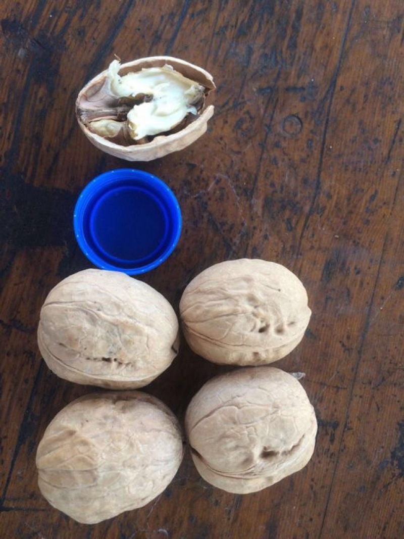 纸皮核桃