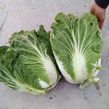 大白菜