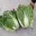 大白菜