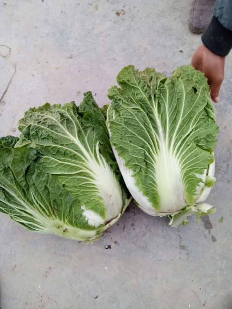 大白菜