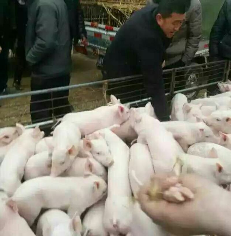 （三元仔猪）品种优良，山东仔猪价格黑白仔猪齐全，全国发