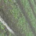 黑叶菠菜10~15厘米