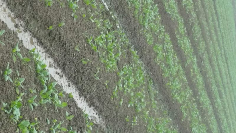 黑叶菠菜10~15厘米