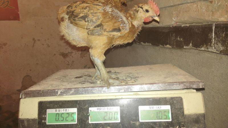 麻鸡苗1斤以上