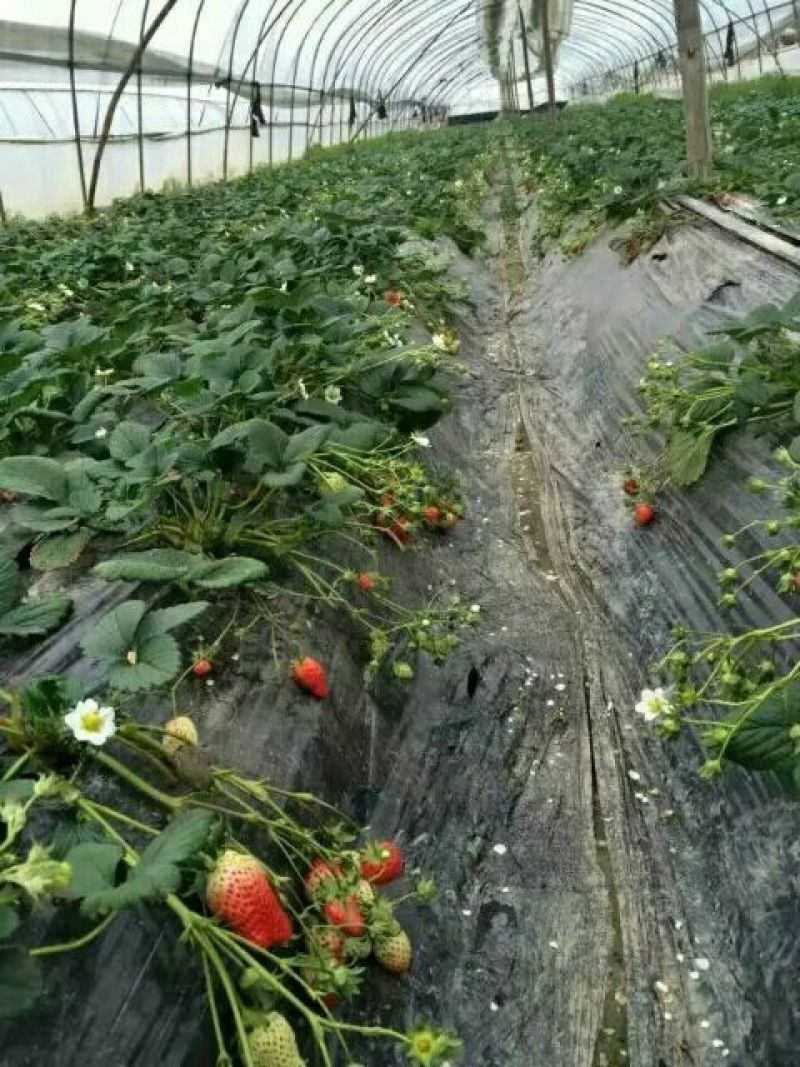 草莓苗红颜草莓苗全明星草莓苗章姬草莓苗