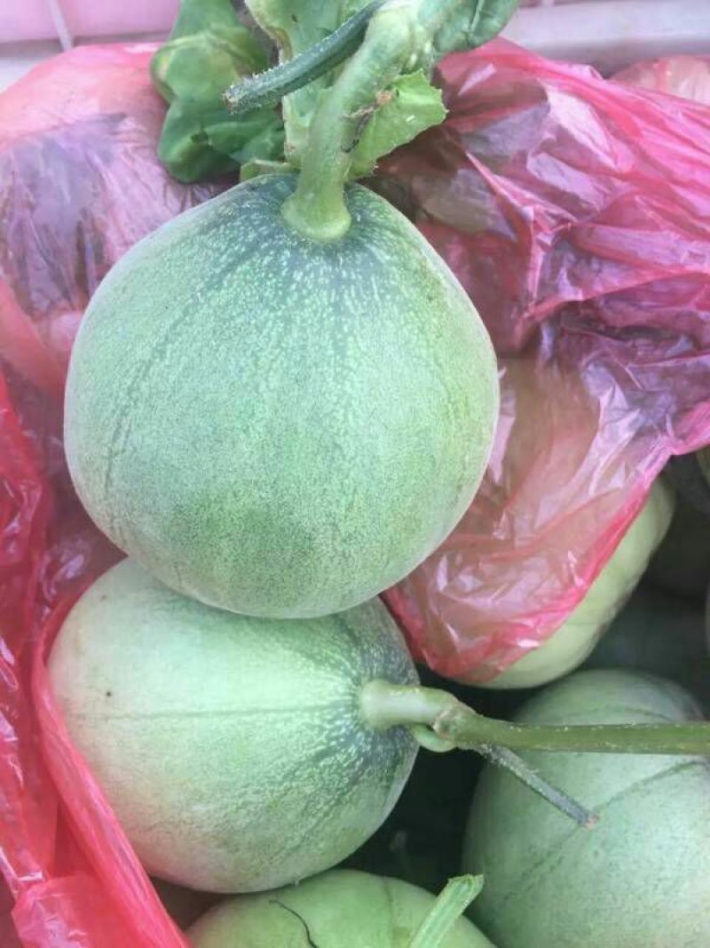 绿宝甜瓜1斤以上精品，欢迎新老客户前来选购。