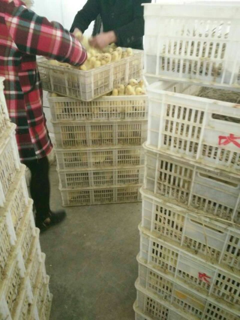 狮头鹅苗250g以下