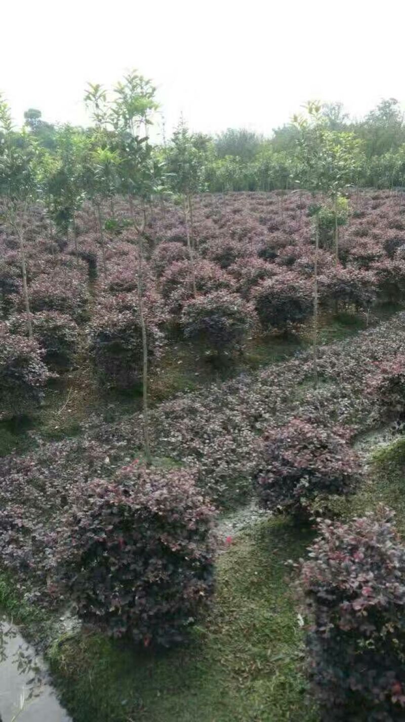红花继木2cm以下