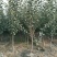 苹果苗烟富10号苹果树苗80cm以上嫁接苹果树苗