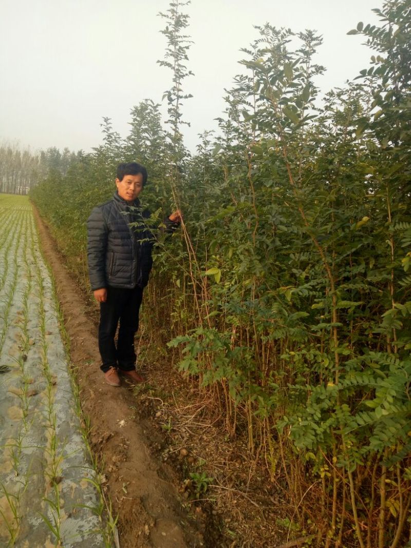 皂角树苗80~100cm