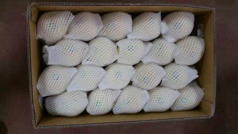 鸭梨500~550g纸箱