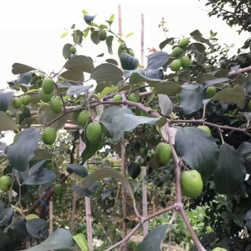 大枣苗50~80cm