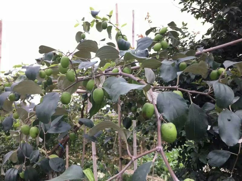 大枣苗50~80cm