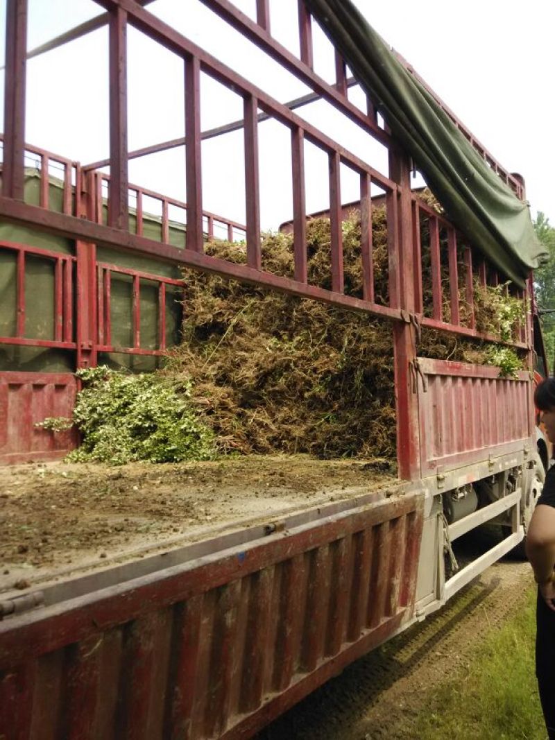 黄杨苗金边黄杨苗金边冬青苗自产自销批发价