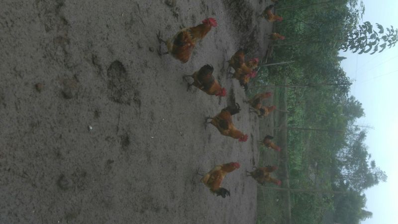 土鸡6月以下